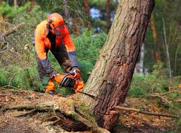 Best Tree Preservation Services  in Seacliff, CA